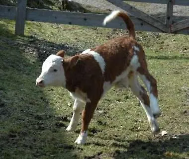 Lejlighed Haldenschwarzhof Simonswald